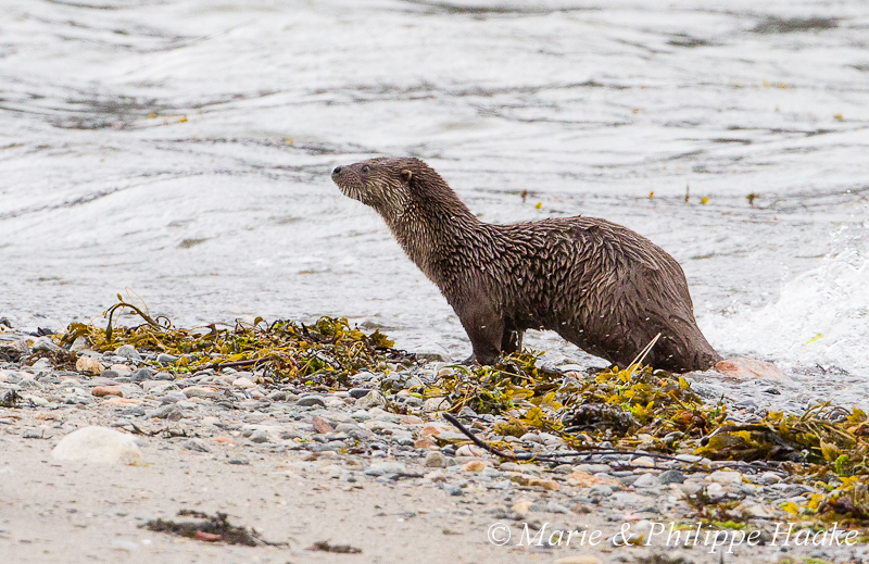 Loutre 8230.jpg - Loutre d'Europe, Lutra Lutra (Storfjorden, Norvège, juin 2012)